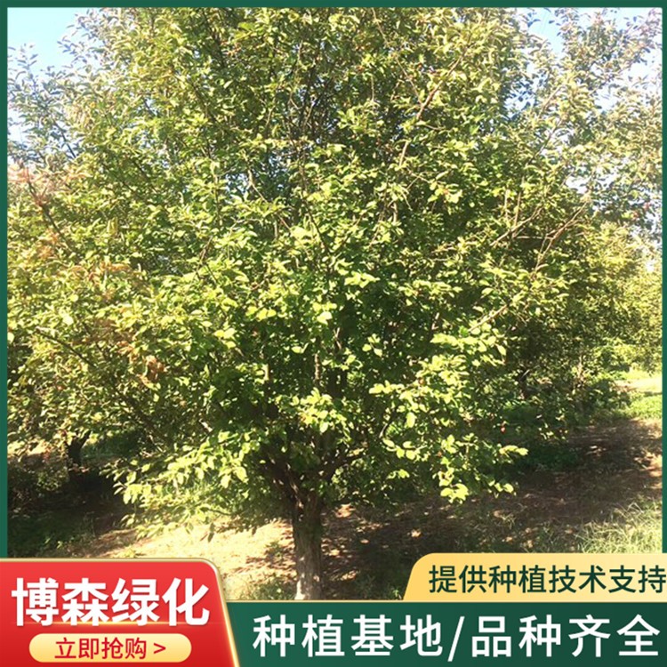 8一18公分绚丽海棠