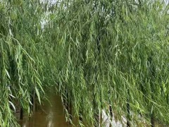 垂柳的认识