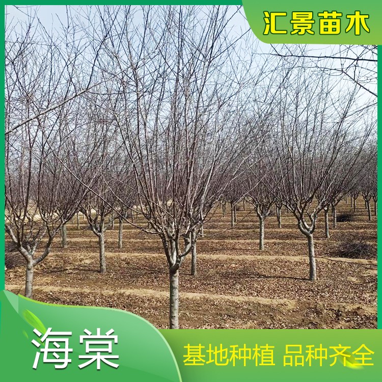 海棠树