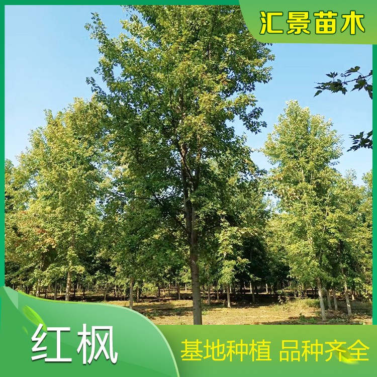 红枫树