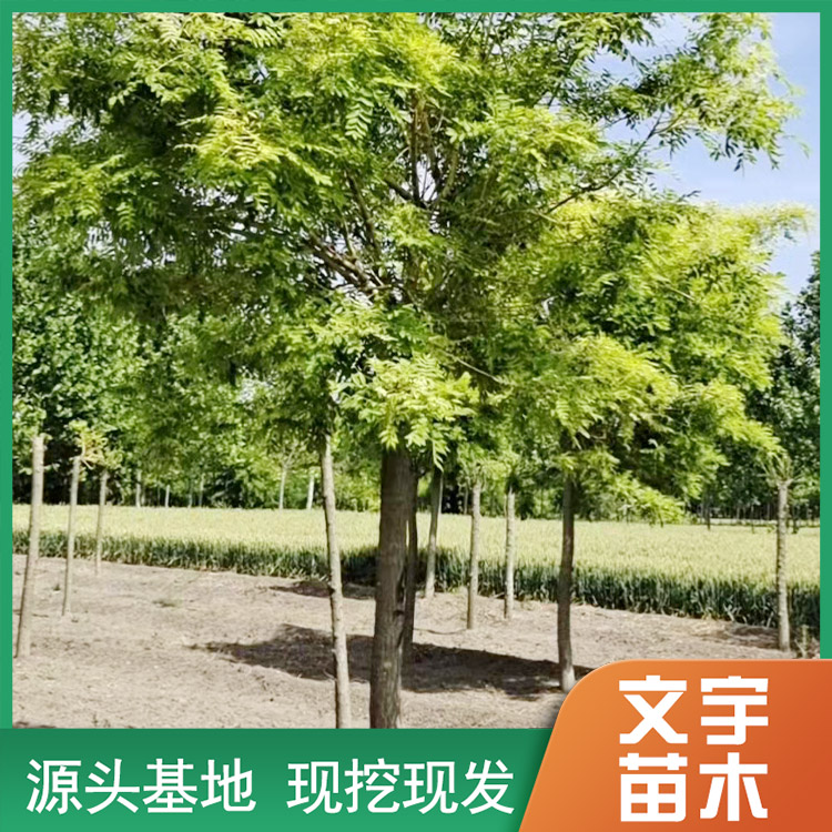 济宁文宇苗木种植有限公司