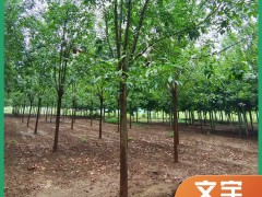 白蜡产品介绍