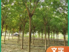 国槐产品介绍