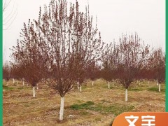 绚丽海棠产品介绍