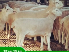 怎么挑选种羊？ 养殖场 品种