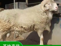 小尾寒羊与哪种羊杂交前景好？
