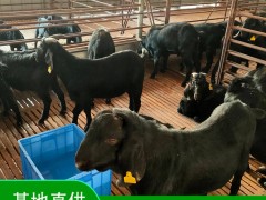 羊舍如何建设？