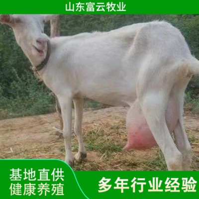 萨能奶山羊图4