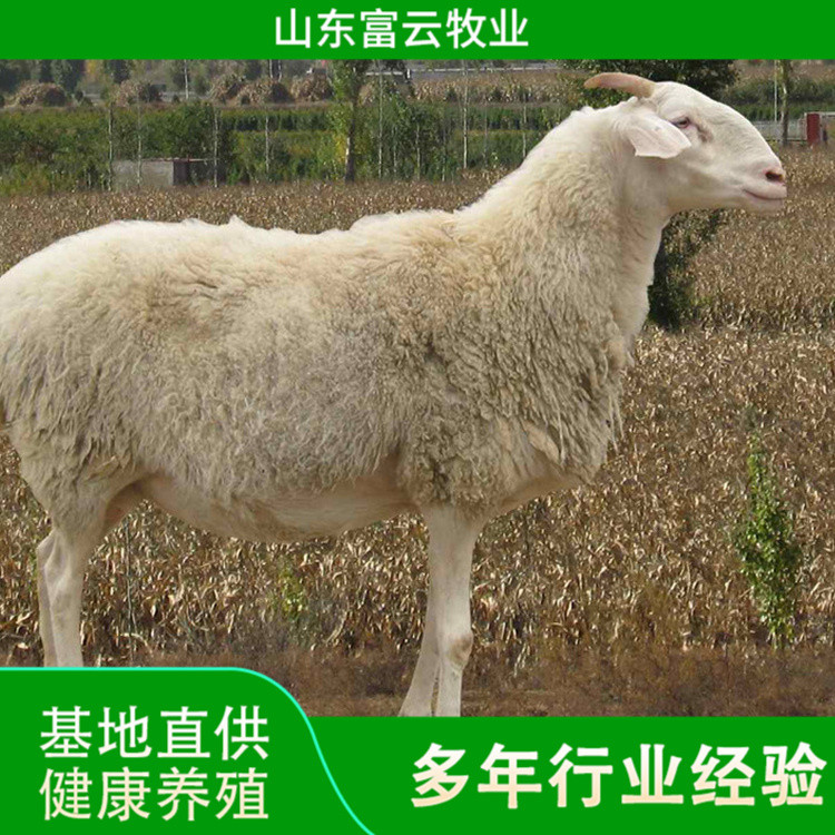 小尾寒羊
