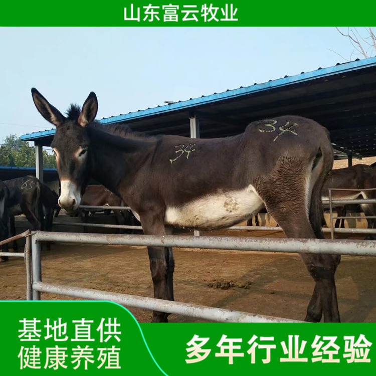 德州肉驴