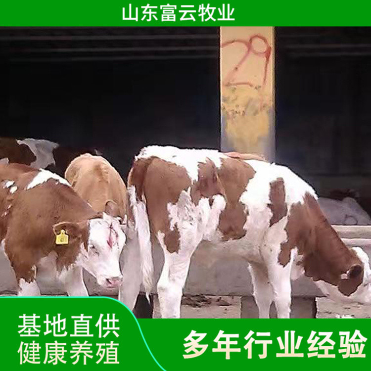肉牛犊