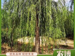 绿化苗木秋季养护管理