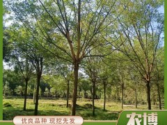 春季巧治国槐树干腐病