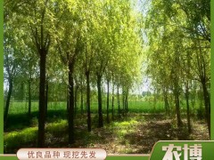夏季苗木养护知识