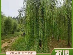 苗木移植后如何管理养护