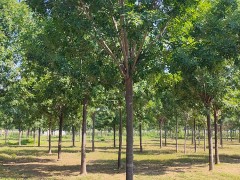 苗木移植后如何管理养护