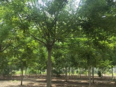 绿化苗木冬天如何防冻与管理