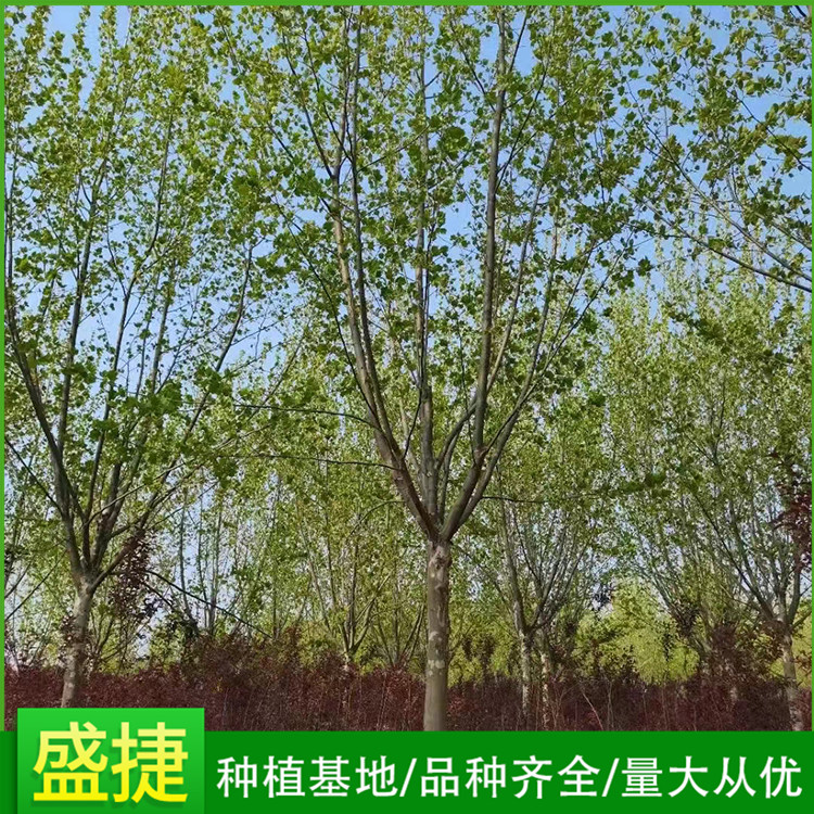 8公分国槐