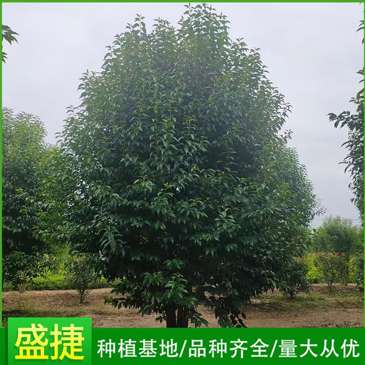 丛生大叶女贞