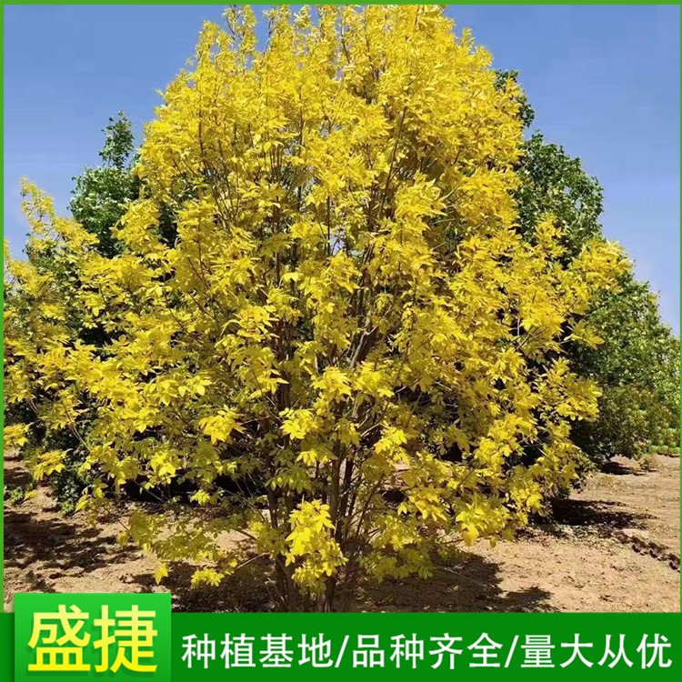 丛生金叶白蜡