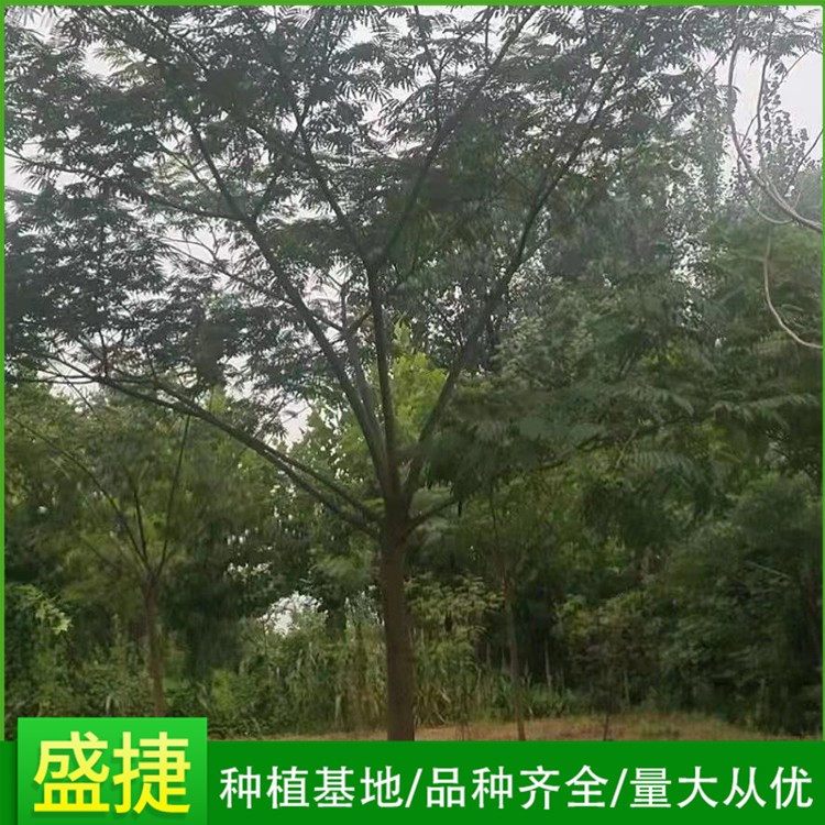 合欢