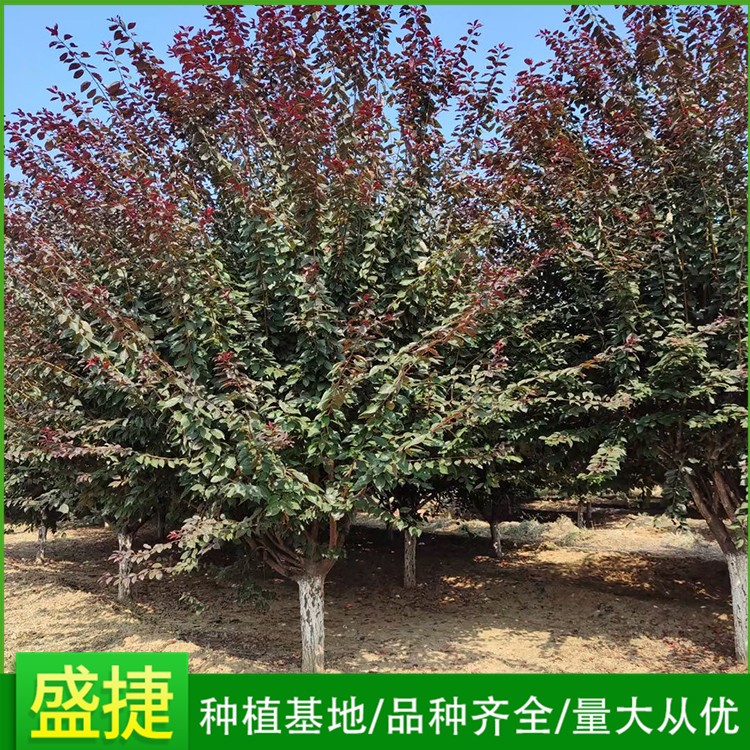 红叶李