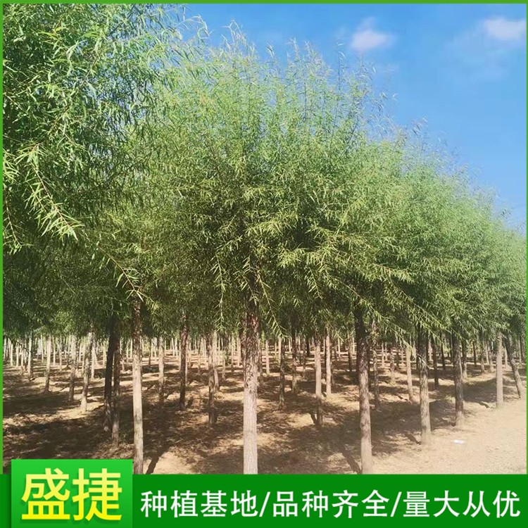 馒头柳