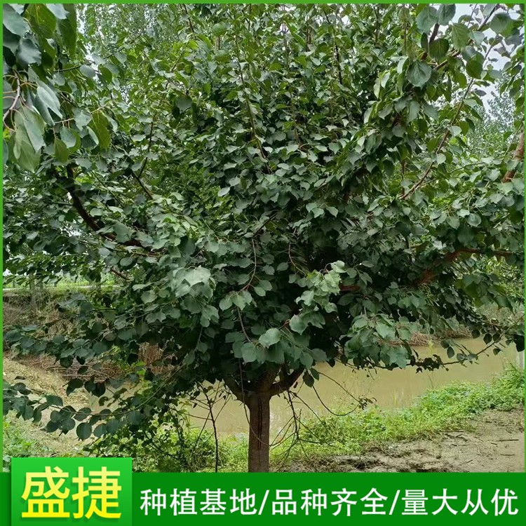 山杏
