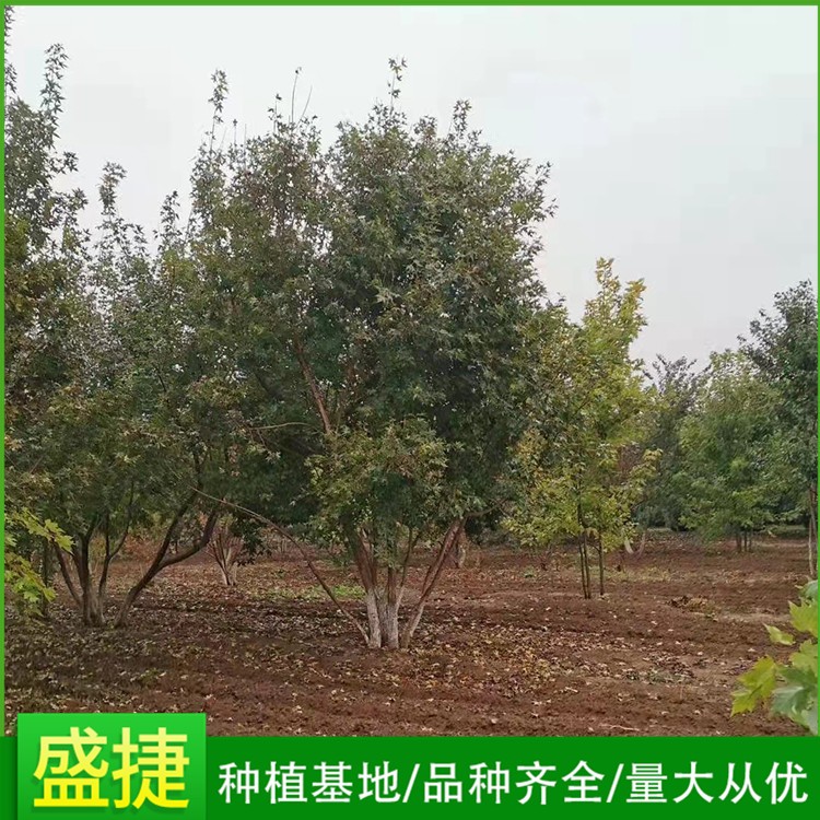 五角枫