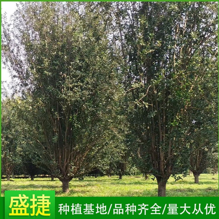 西府海棠