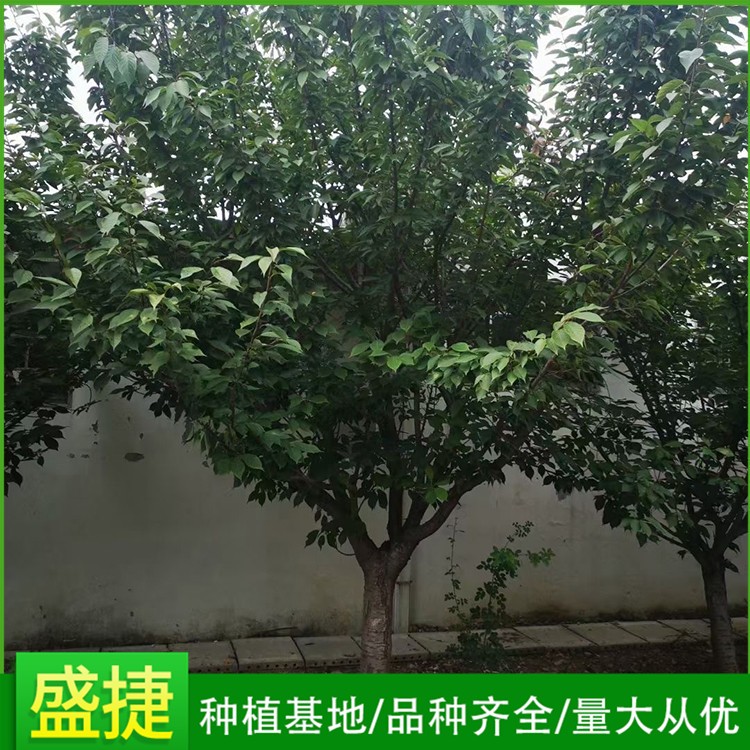 樱花