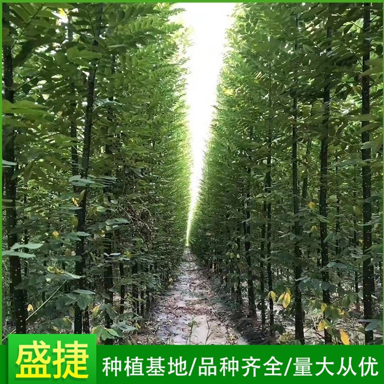 淑女国槐小苗