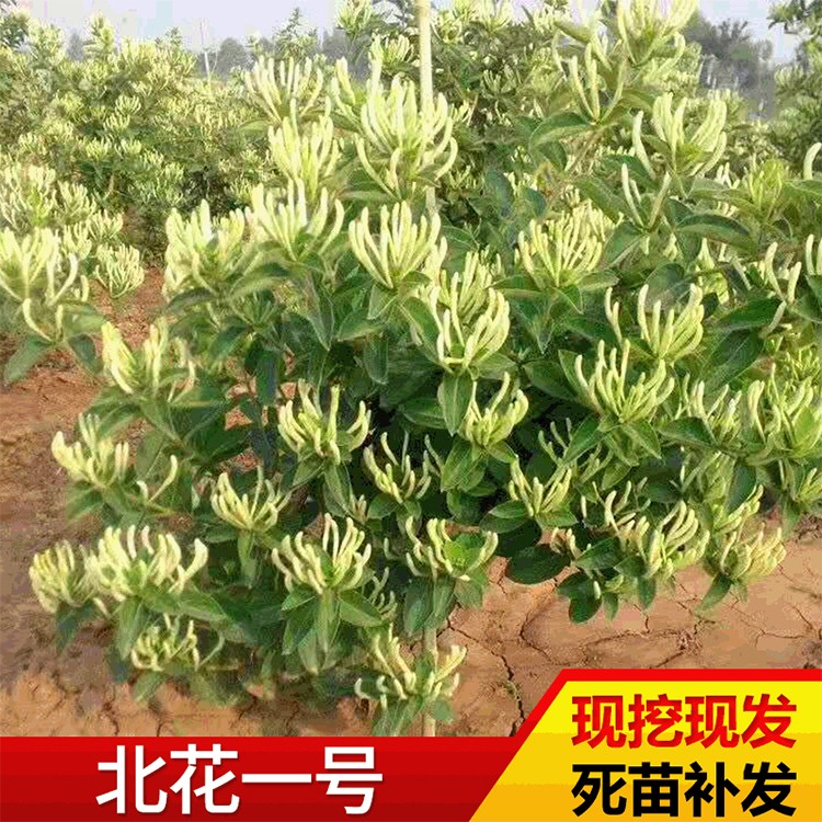 北花一号金银花苗