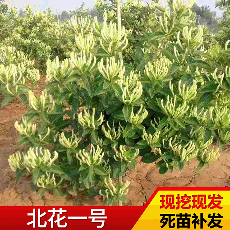 金银花苗批发基地