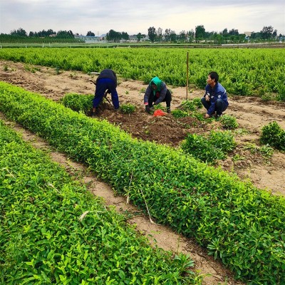 金银花苗批发基地图4