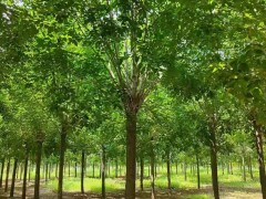 树干病虫害防治的四个方法