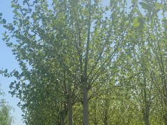 法桐树的介绍