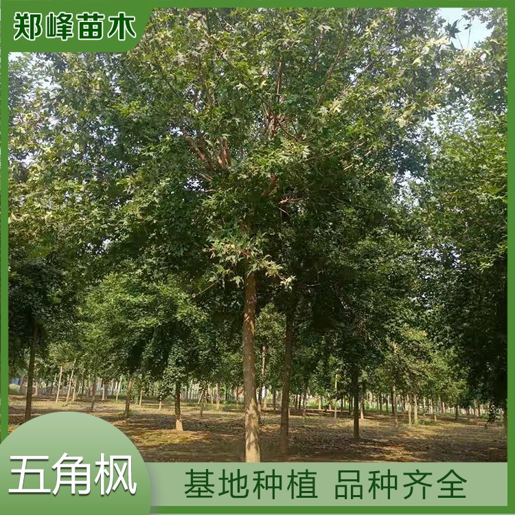 五角枫