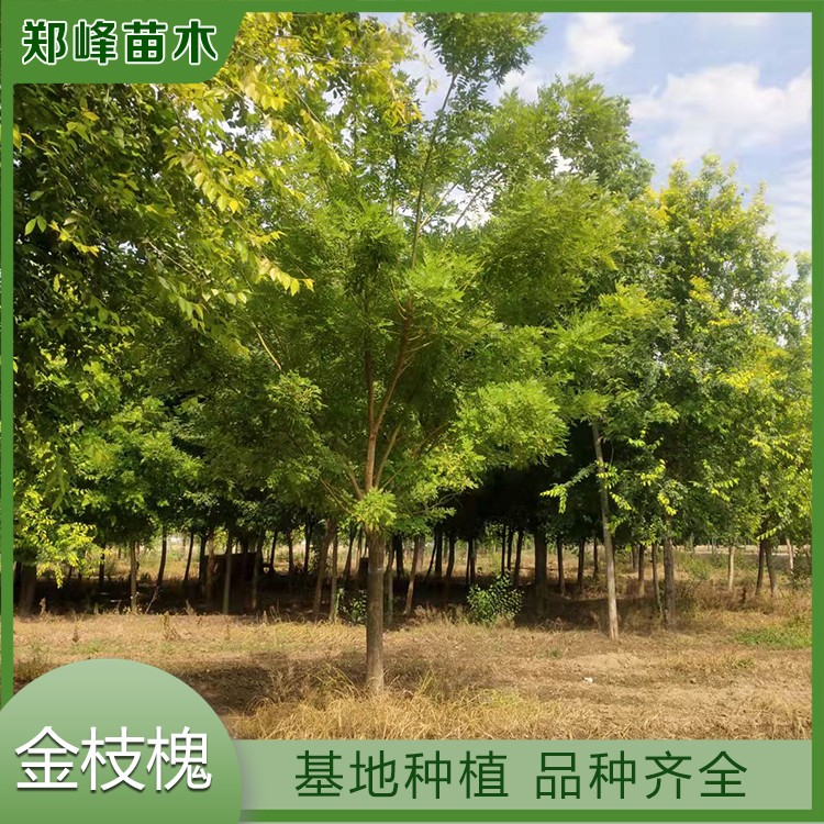 金枝槐