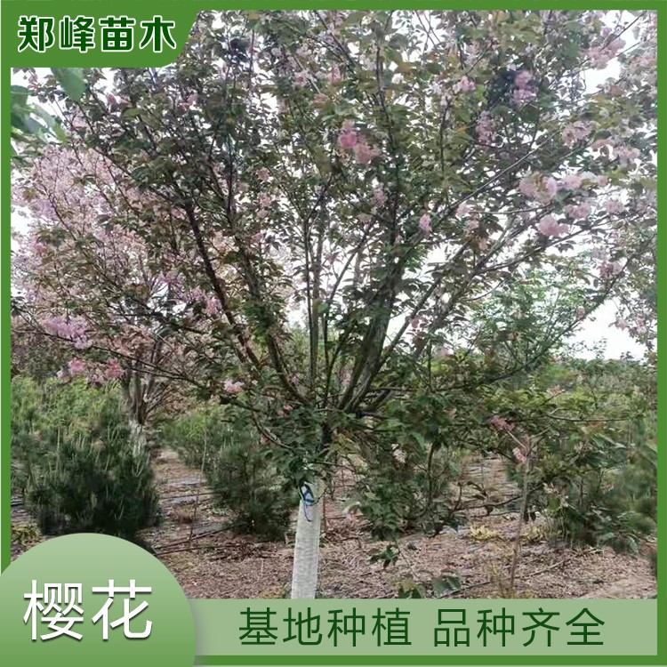 樱花