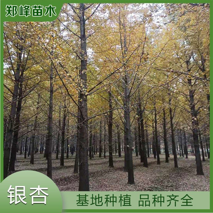 银杏