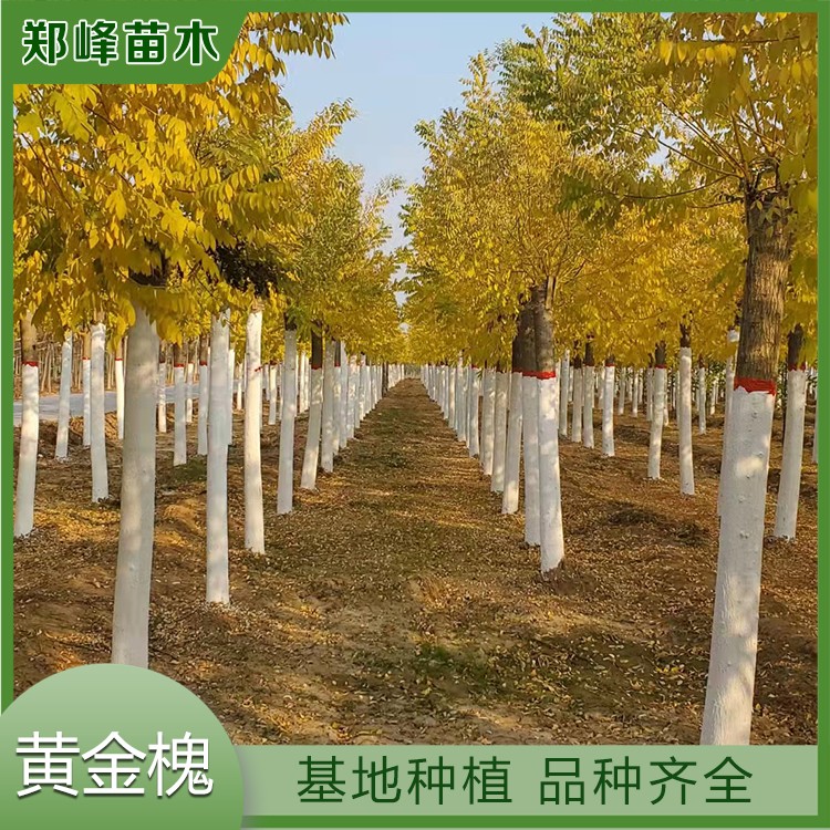 黄金槐