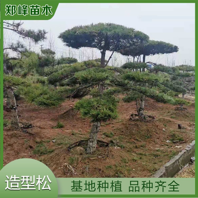 造型松