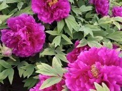 牡丹花管理应注意什么