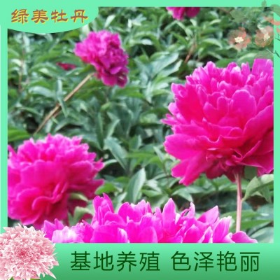 观赏芍药花 芍药鲜切花图3