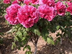 牡丹花管理应注意什么