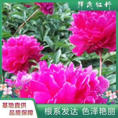 观赏芍药花 芍药鲜切花图4