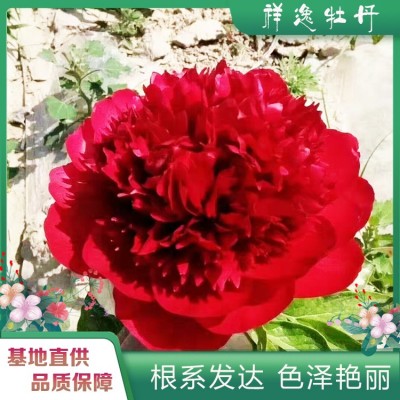 观赏芍药花 芍药鲜切花图3