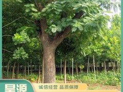 苗木移植后如何管理养护