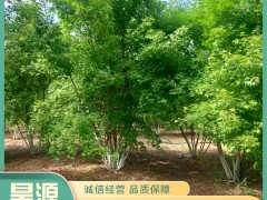 绿化苗木秋季养护管理